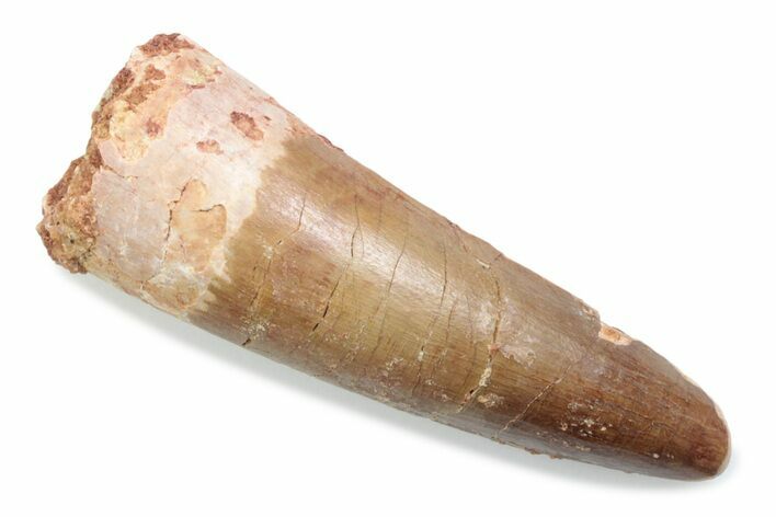 Fossil Spinosaurus Tooth - Real Dinosaur Tooth #370532